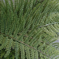 Realistic Artificial Ferns & Shrubs Fern Leaves Luxurious Weddings